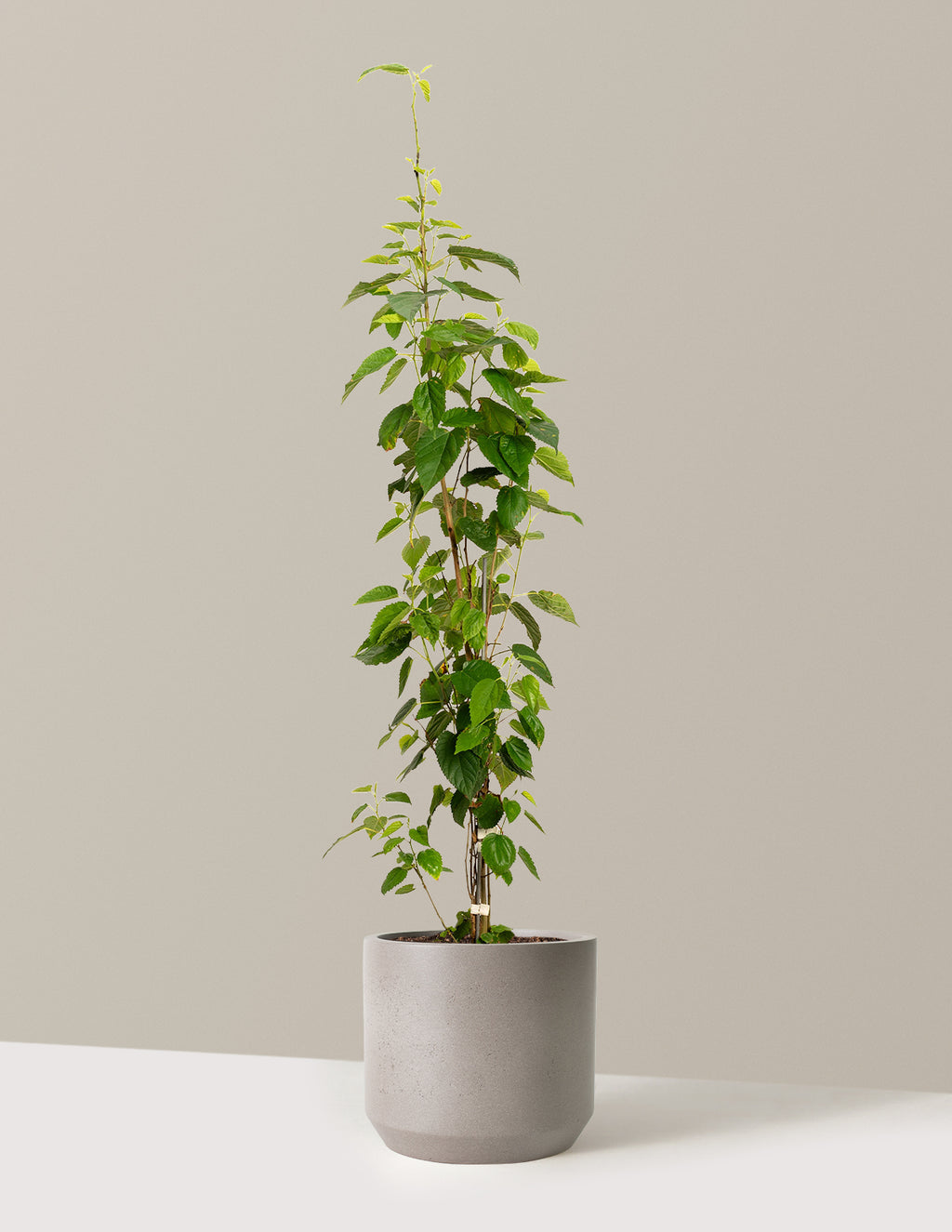bundle | 4-5 ft. | Mexia | Cement Grey