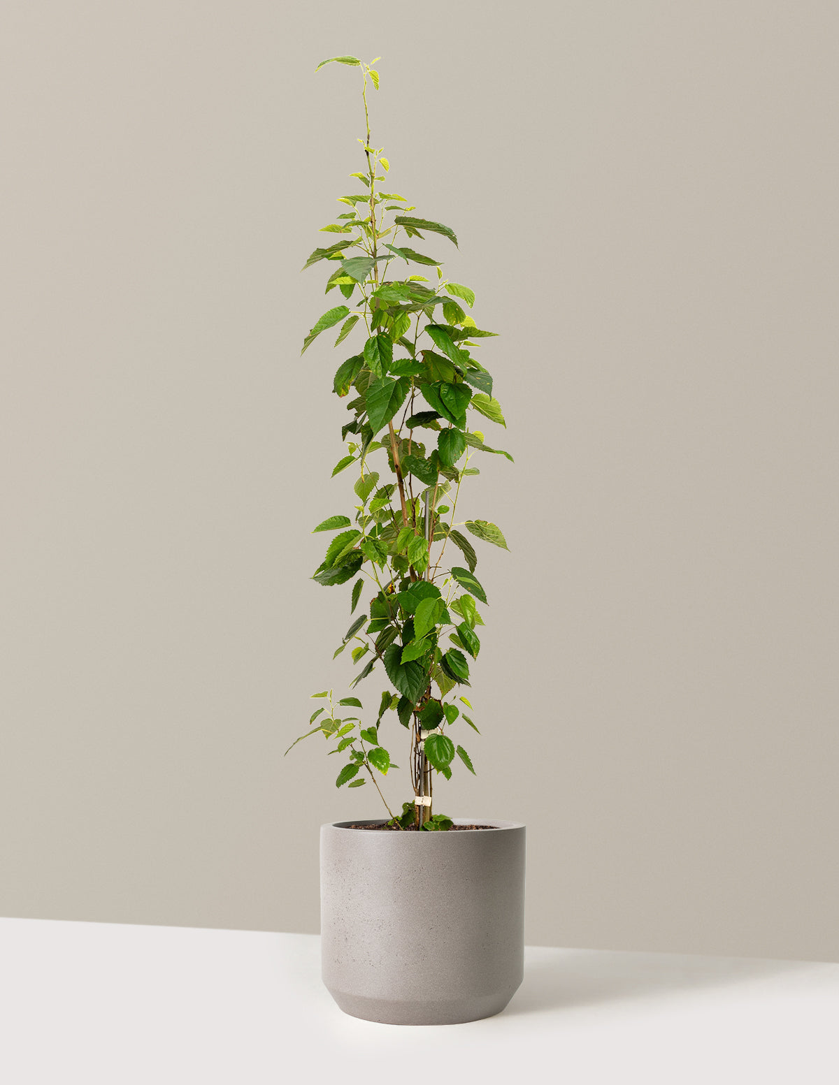 bundle | 4-5 ft. | Mexia | Cement Grey