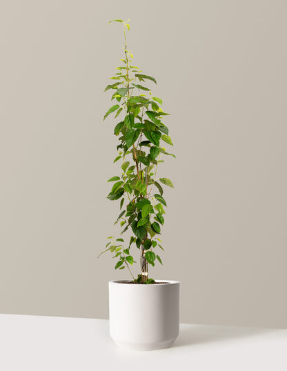 bundle | 4-5 ft. | Mexia | Cream