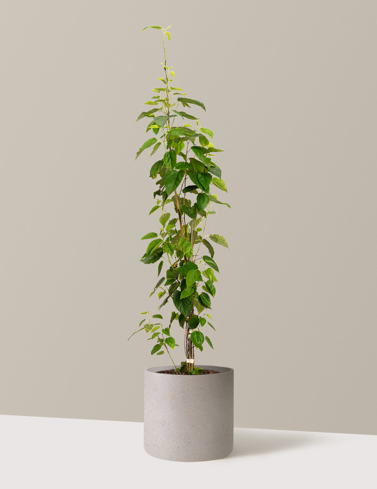 bundle | 4-5 ft. | Agnes | Cement Grey