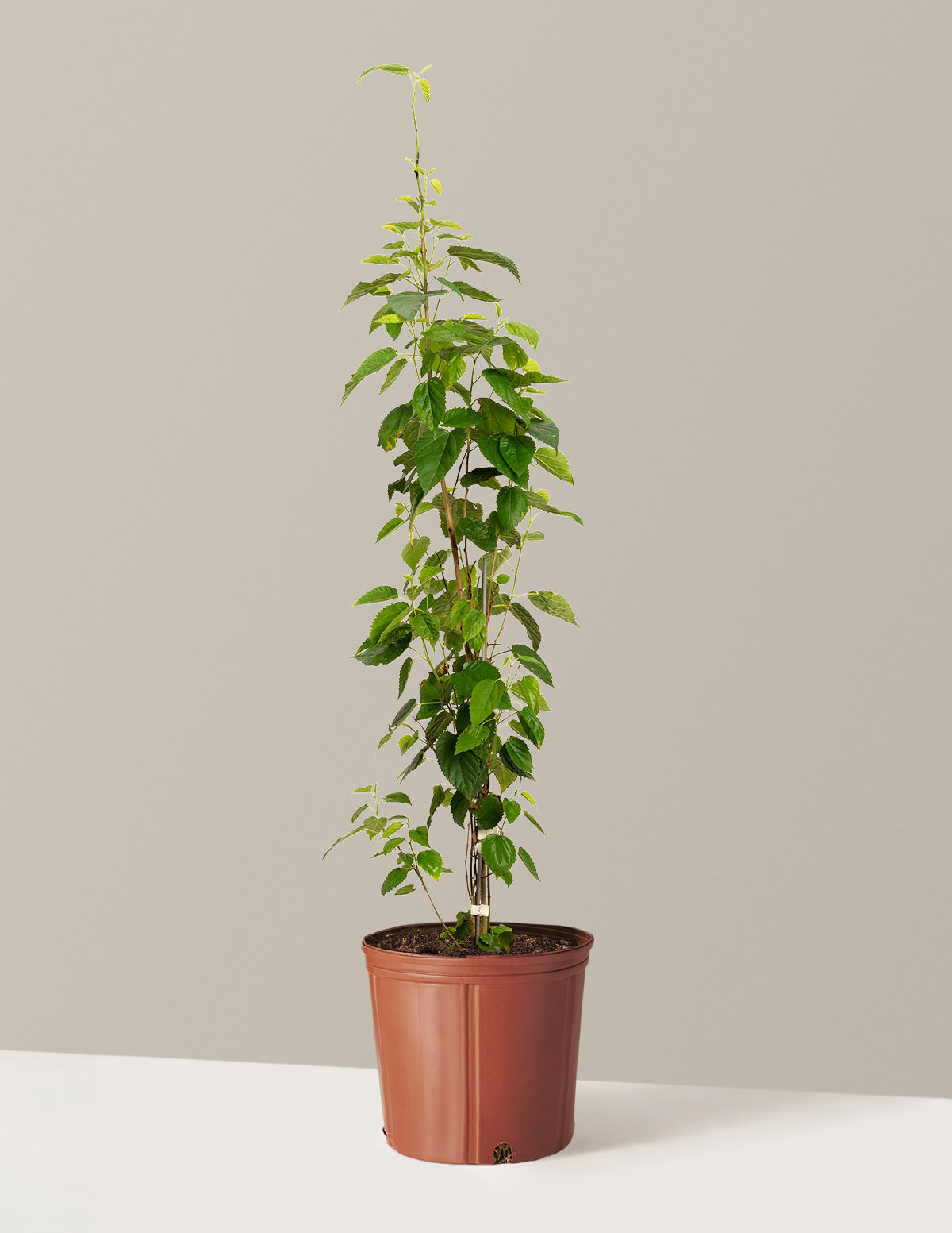 bundle | 4-5 ft. | Grow Pot