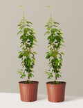 bundle | 3 Gallon- 2 PACK | Grow Pot