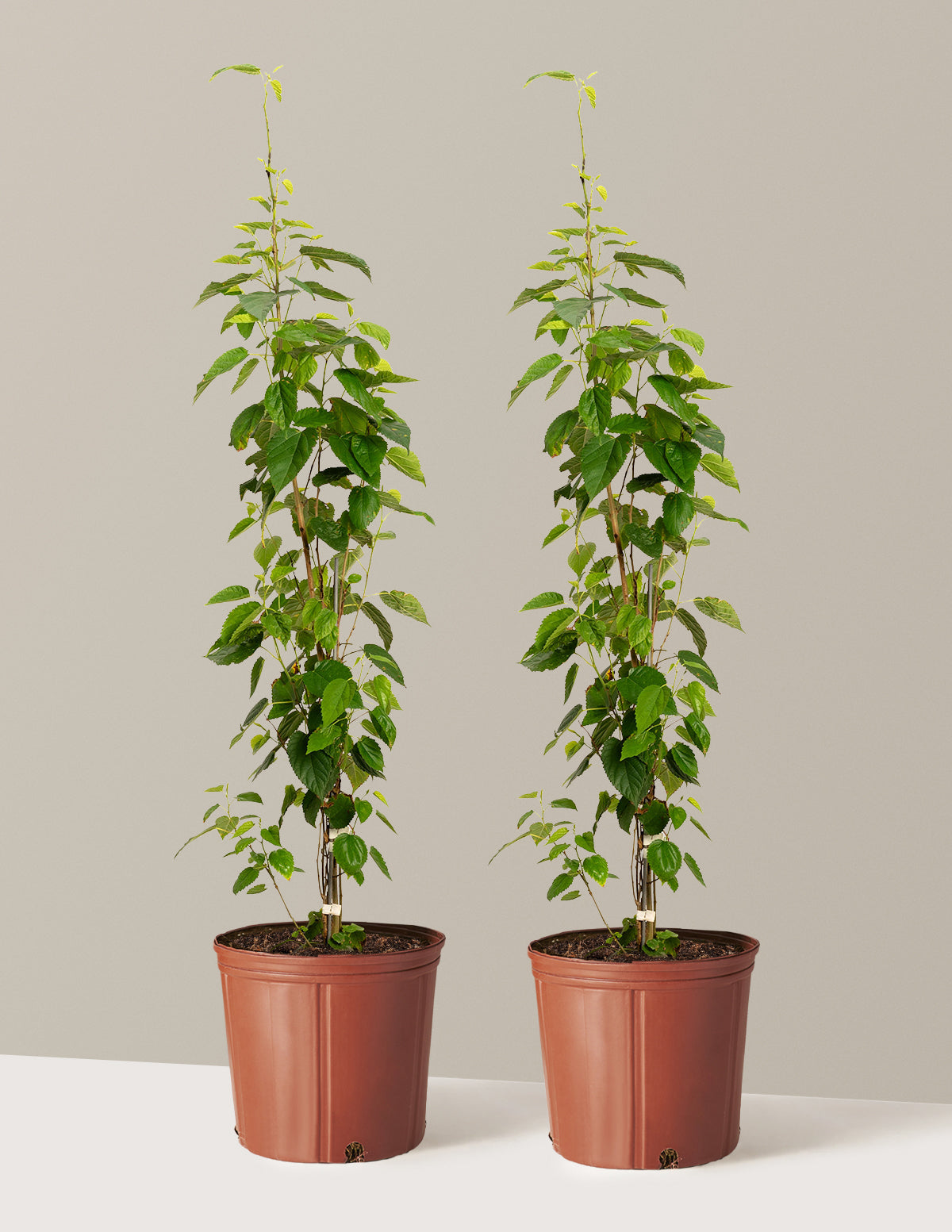 bundle | 3 Gallon- 2 PACK | Grow Pot