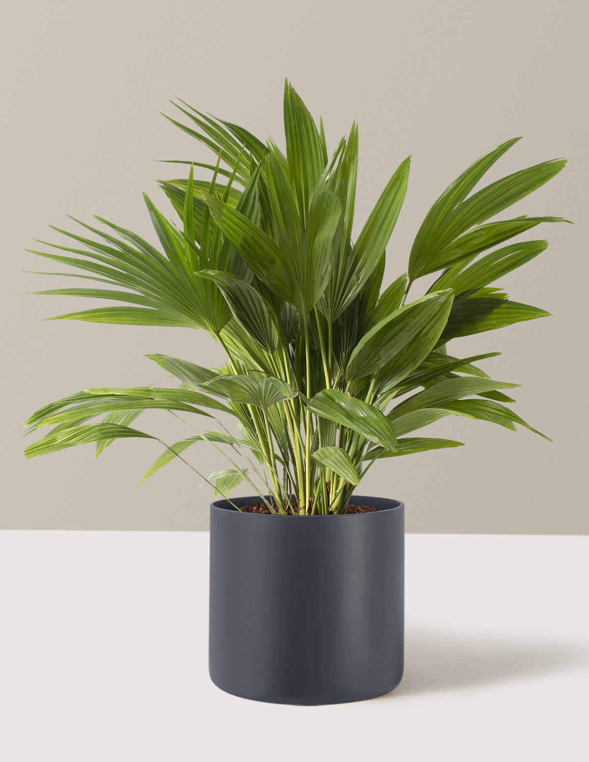 Fan Palm