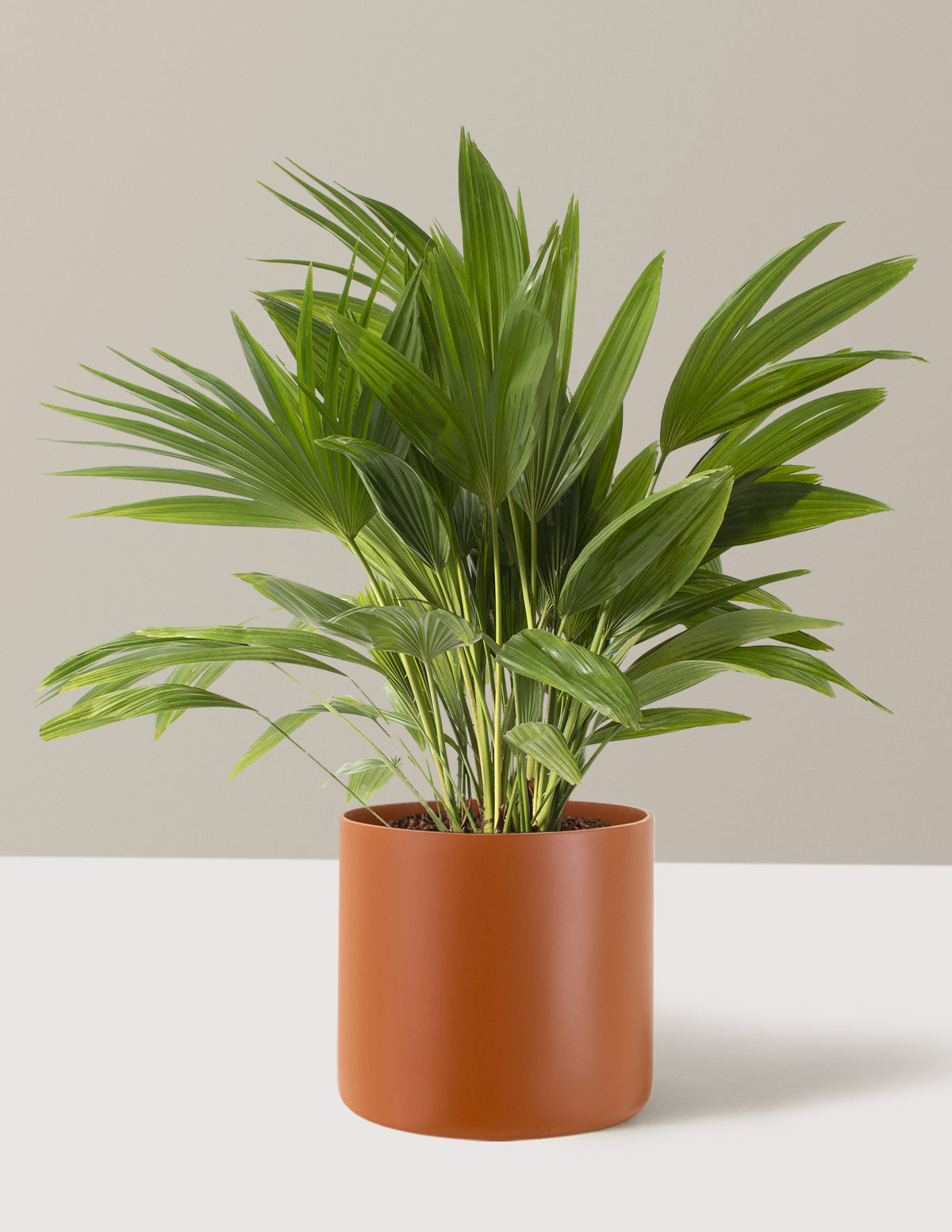 Fan Palm