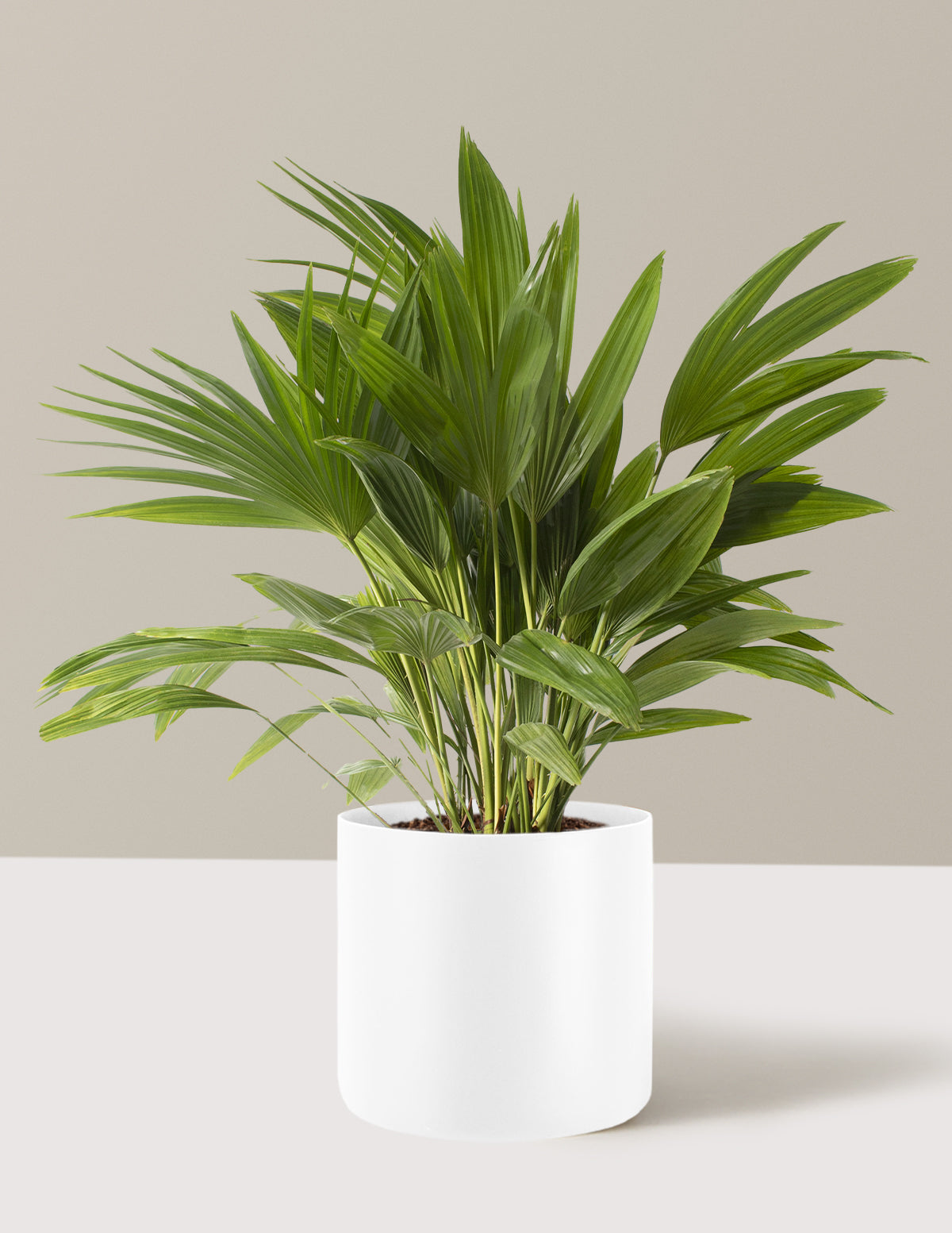 Fan Palm