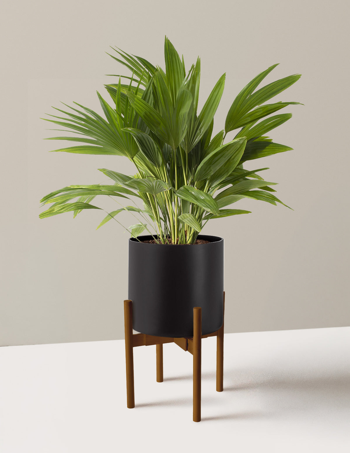 Fan Palm