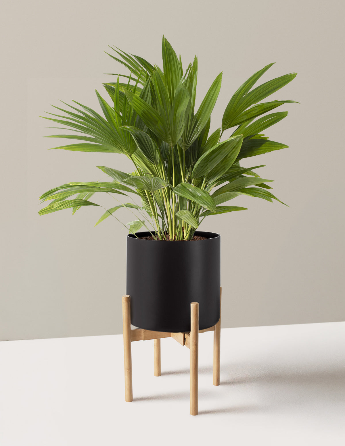 Fan Palm