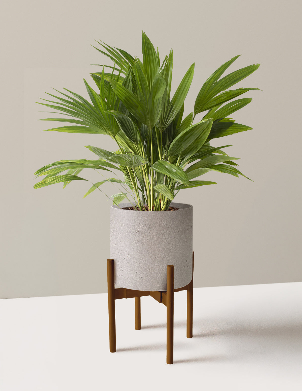 Fan Palm