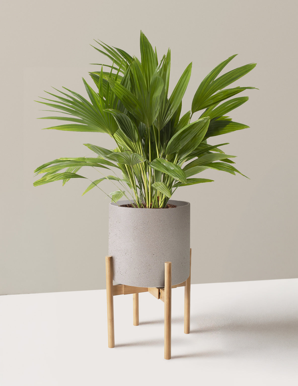 Fan Palm