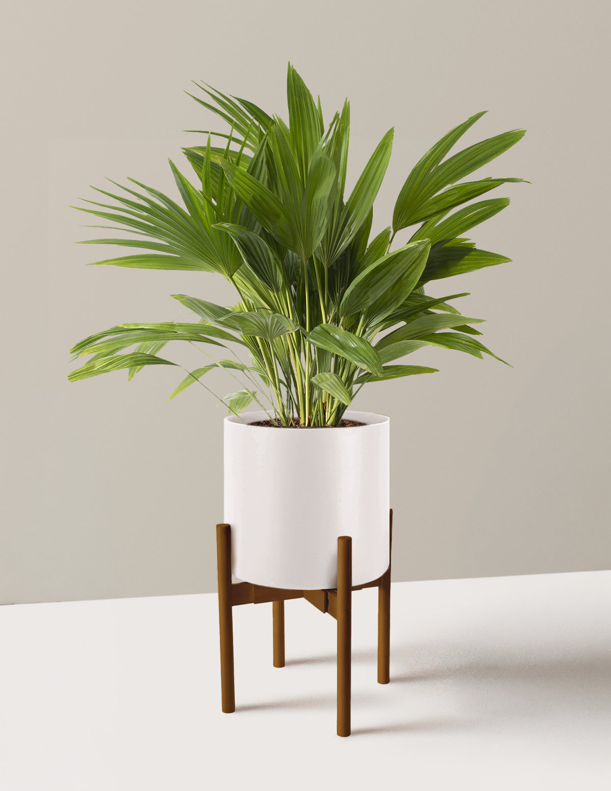 Fan Palm