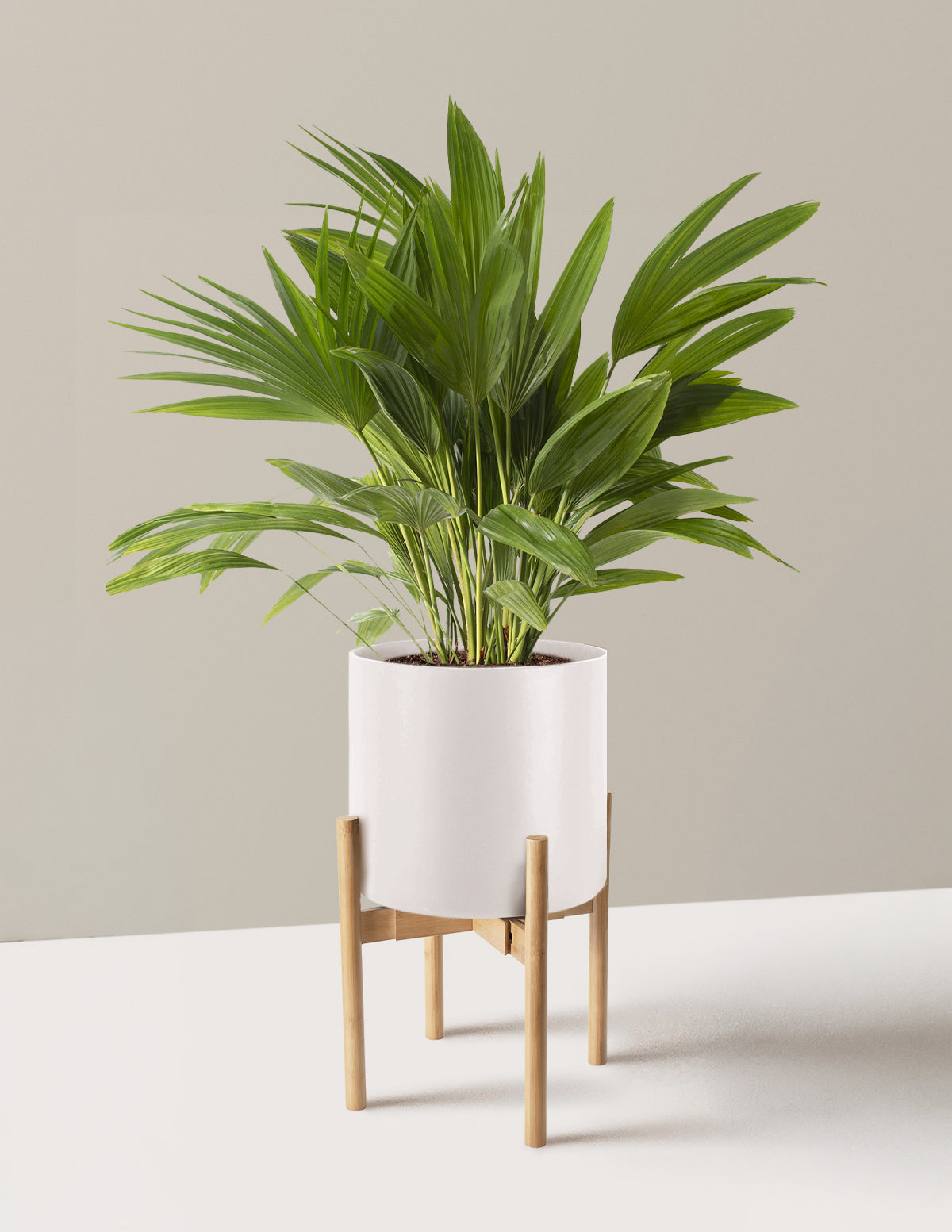 Fan Palm