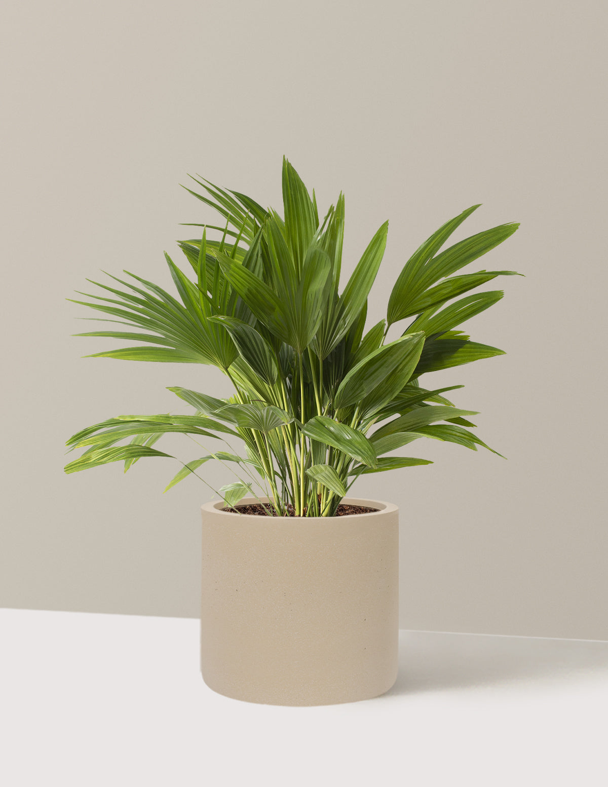 Fan Palm
