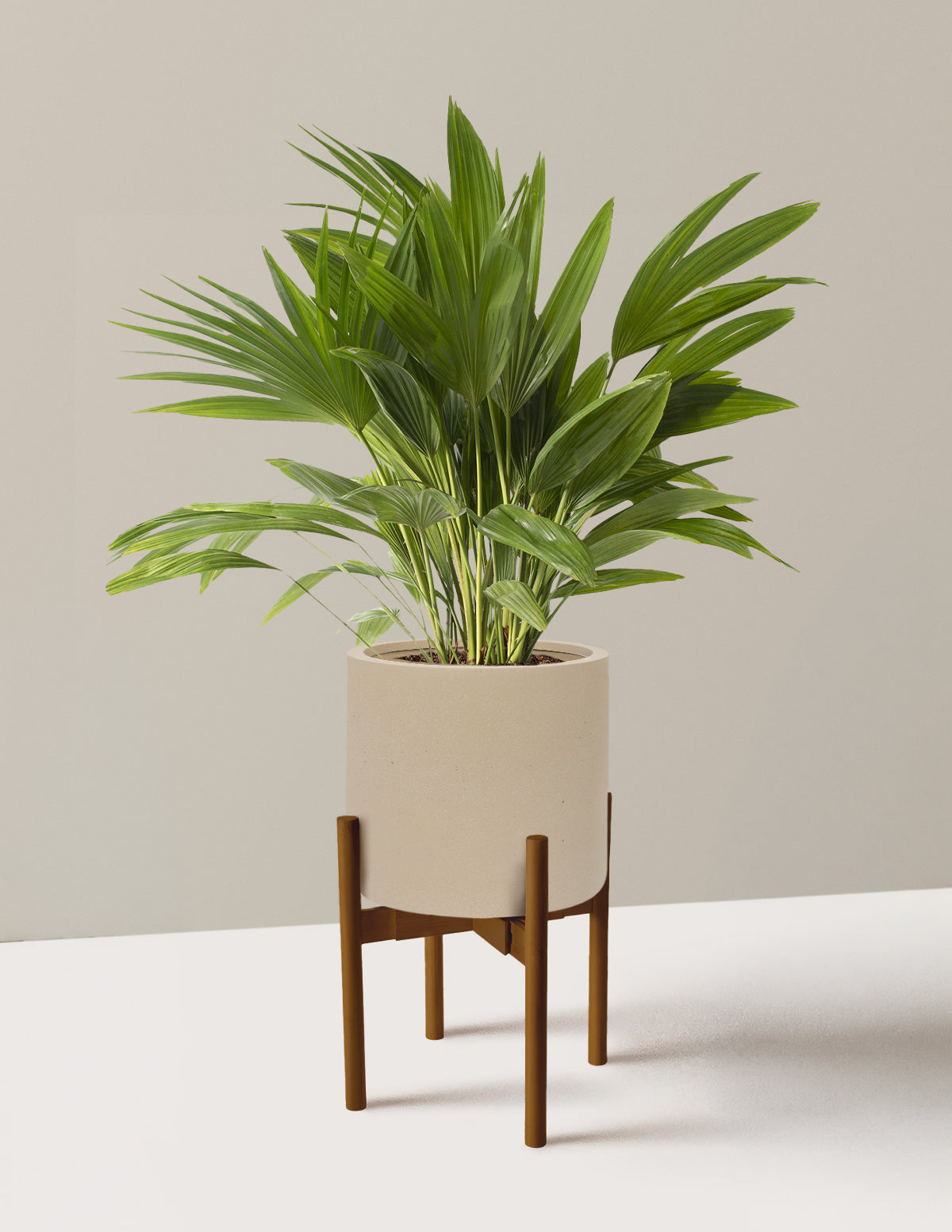 Fan Palm
