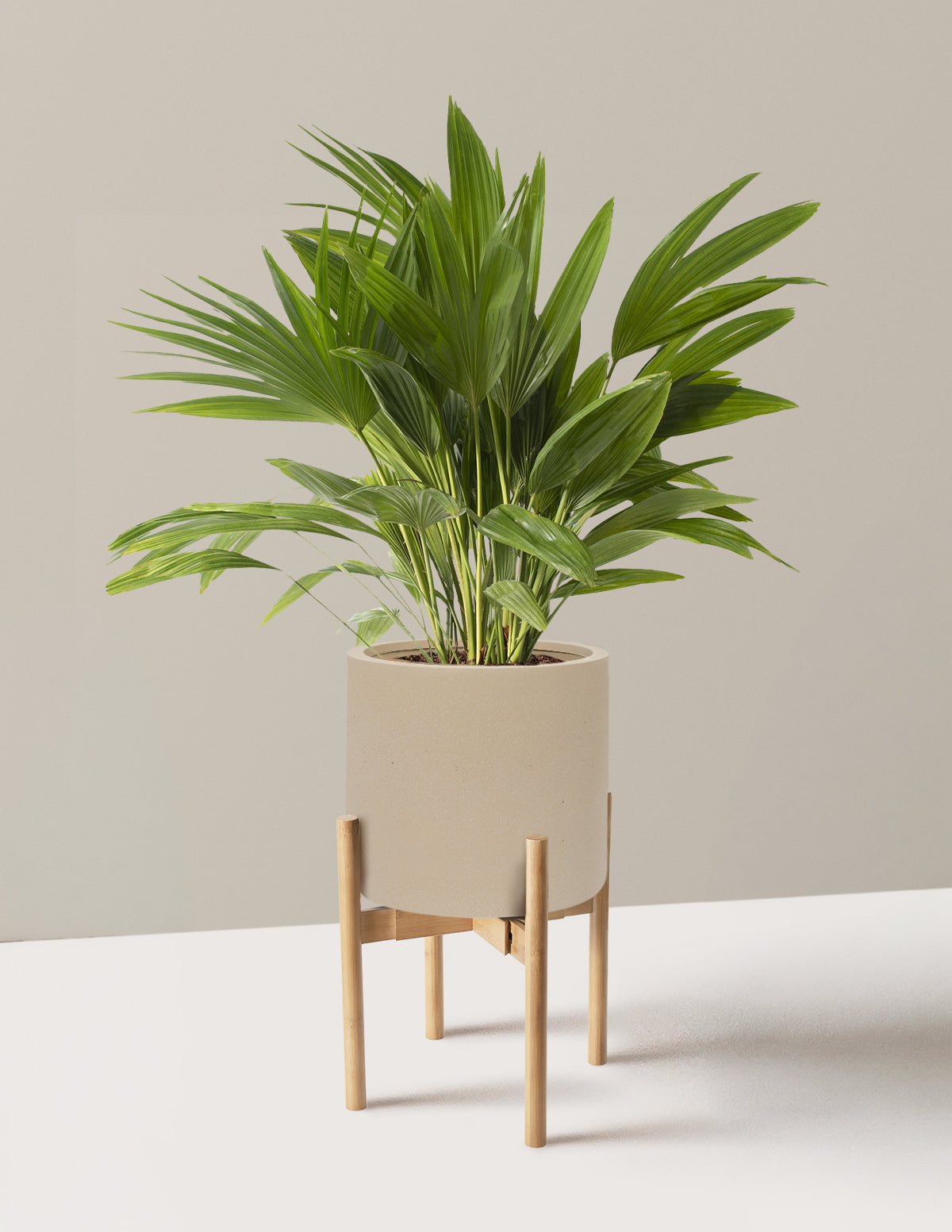 Fan Palm
