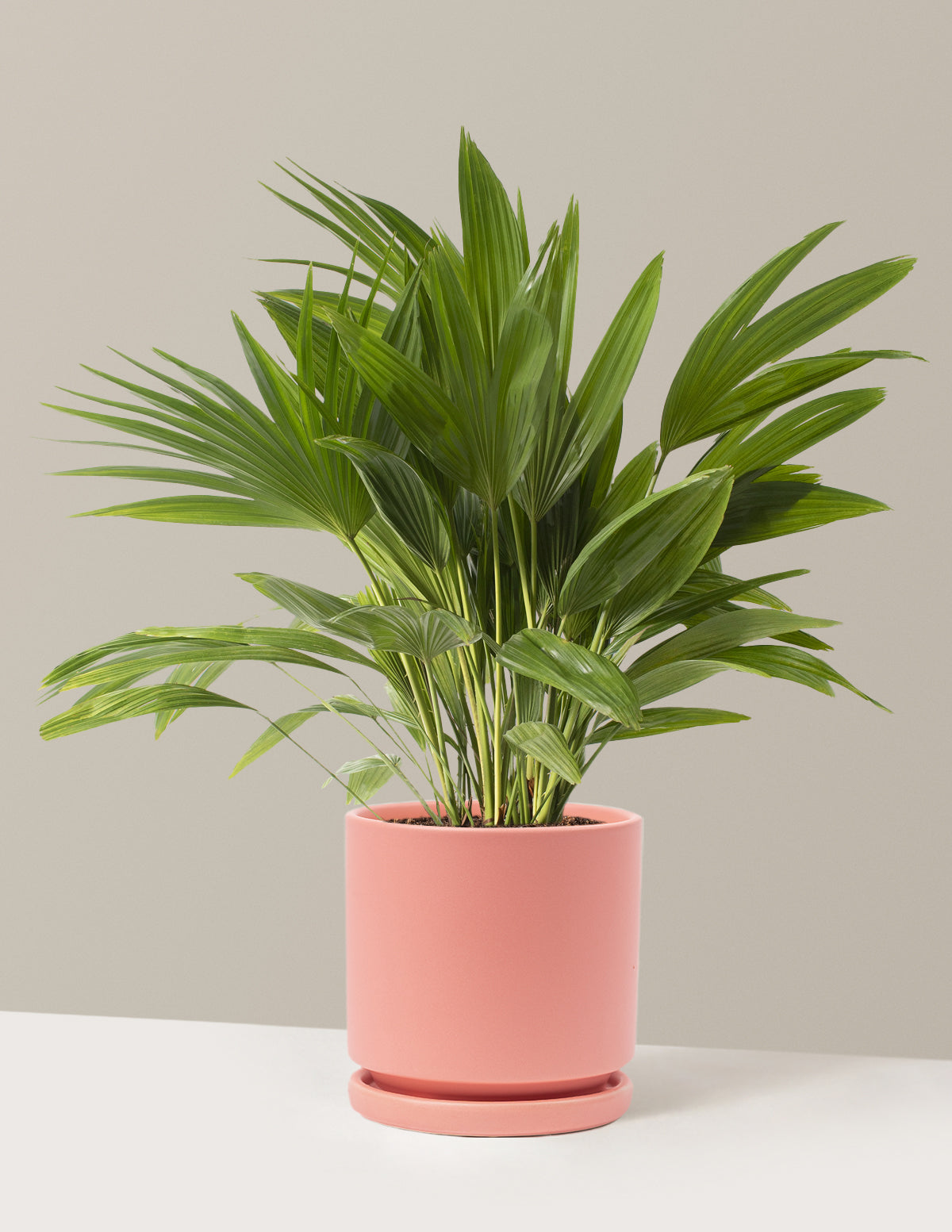 Fan Palm