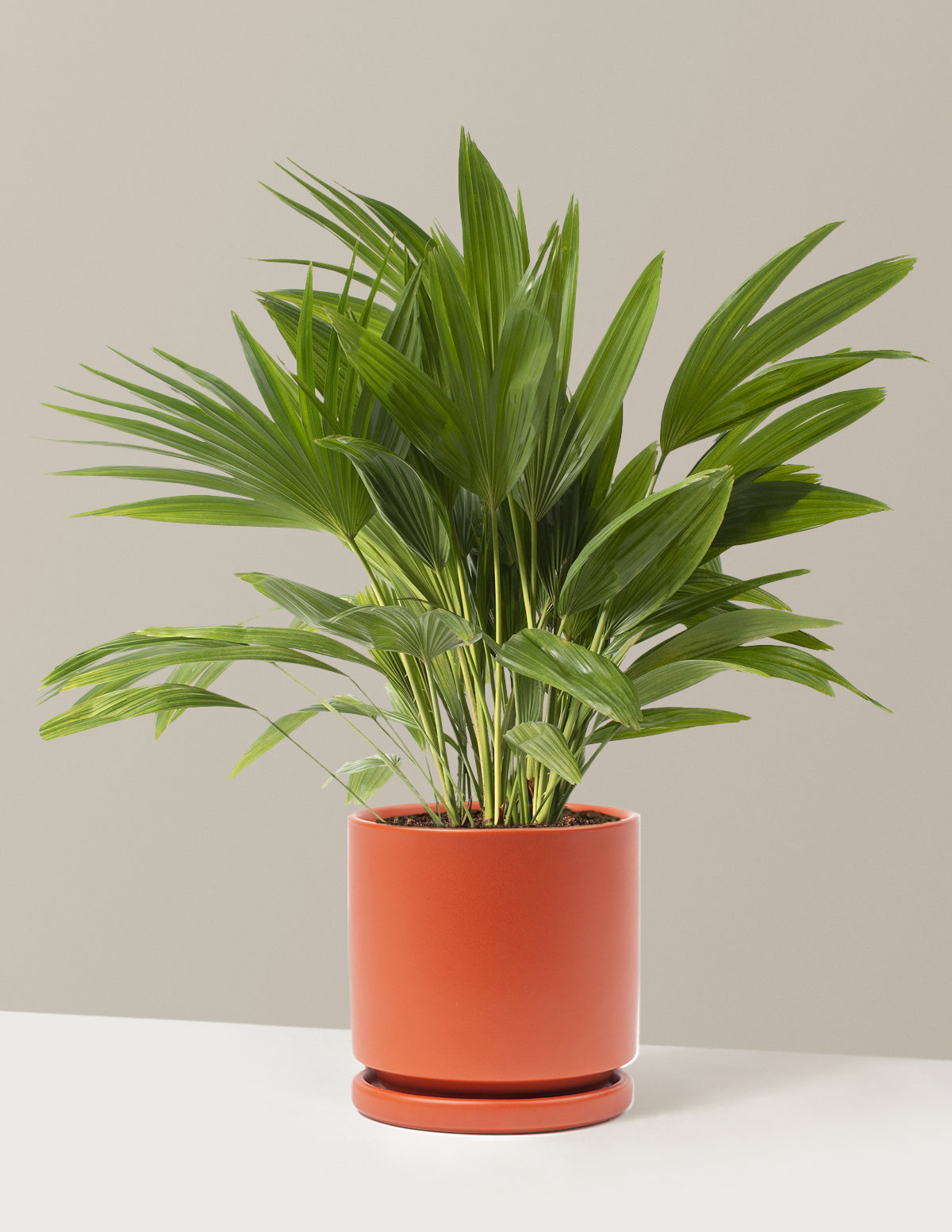Fan Palm