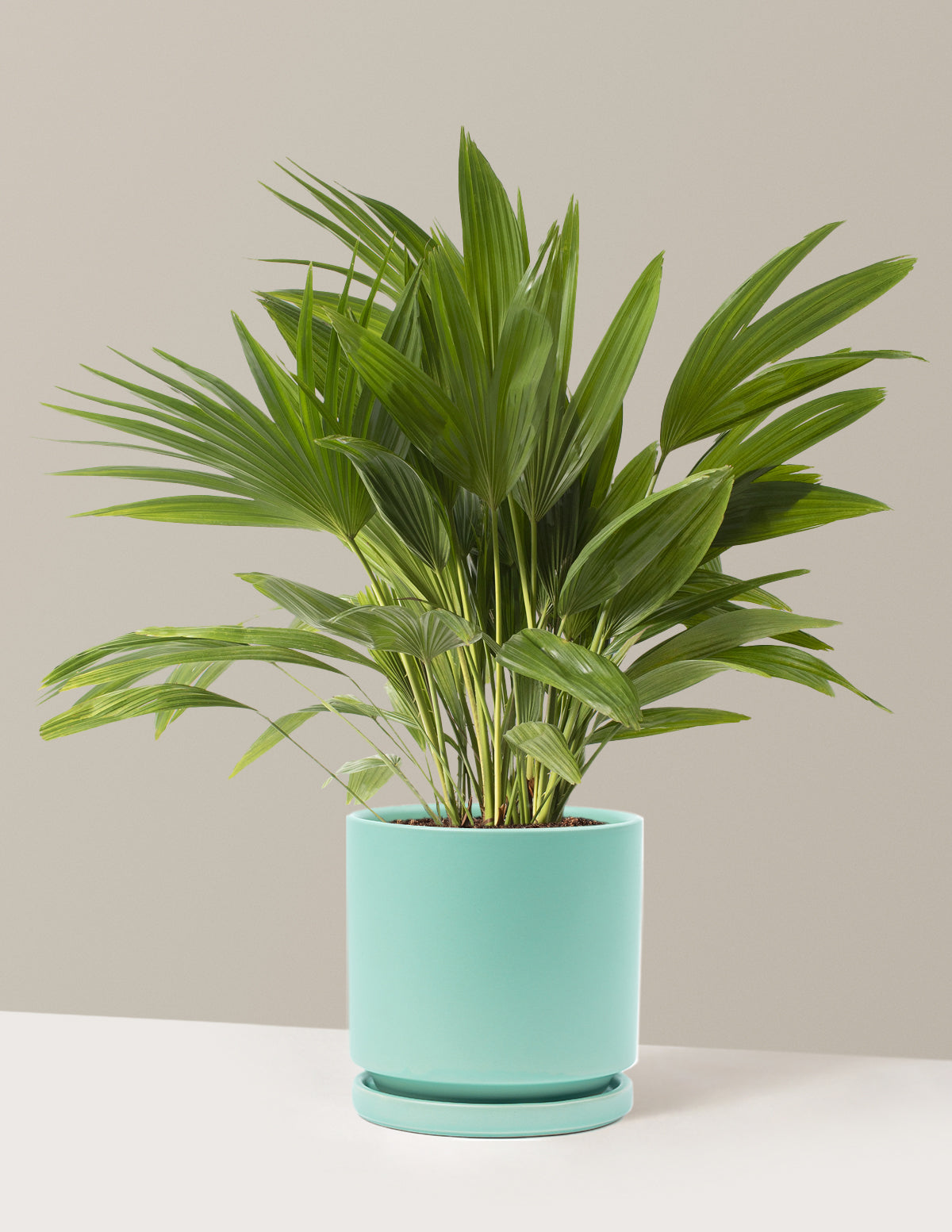 Fan Palm