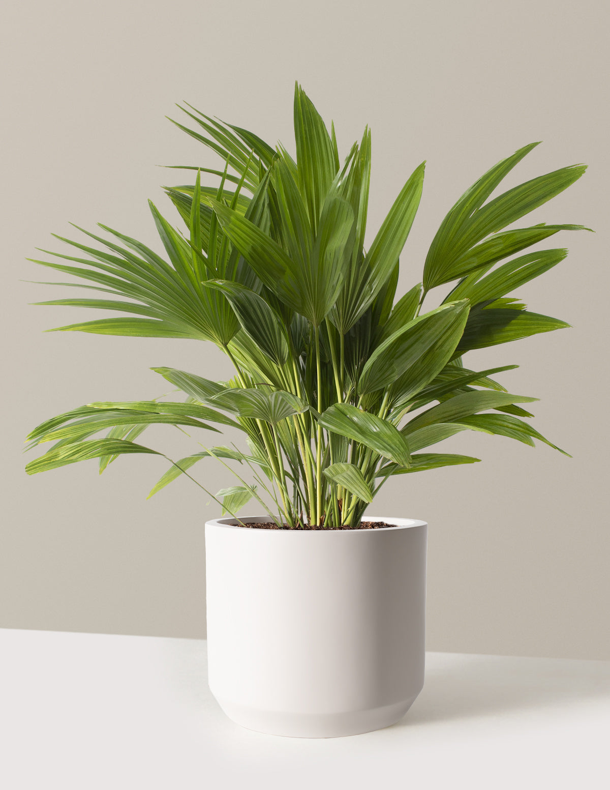 fan palm indoor plant Fan Palm Houseplant - Large (3'-4' tall) Cement Grey Planter