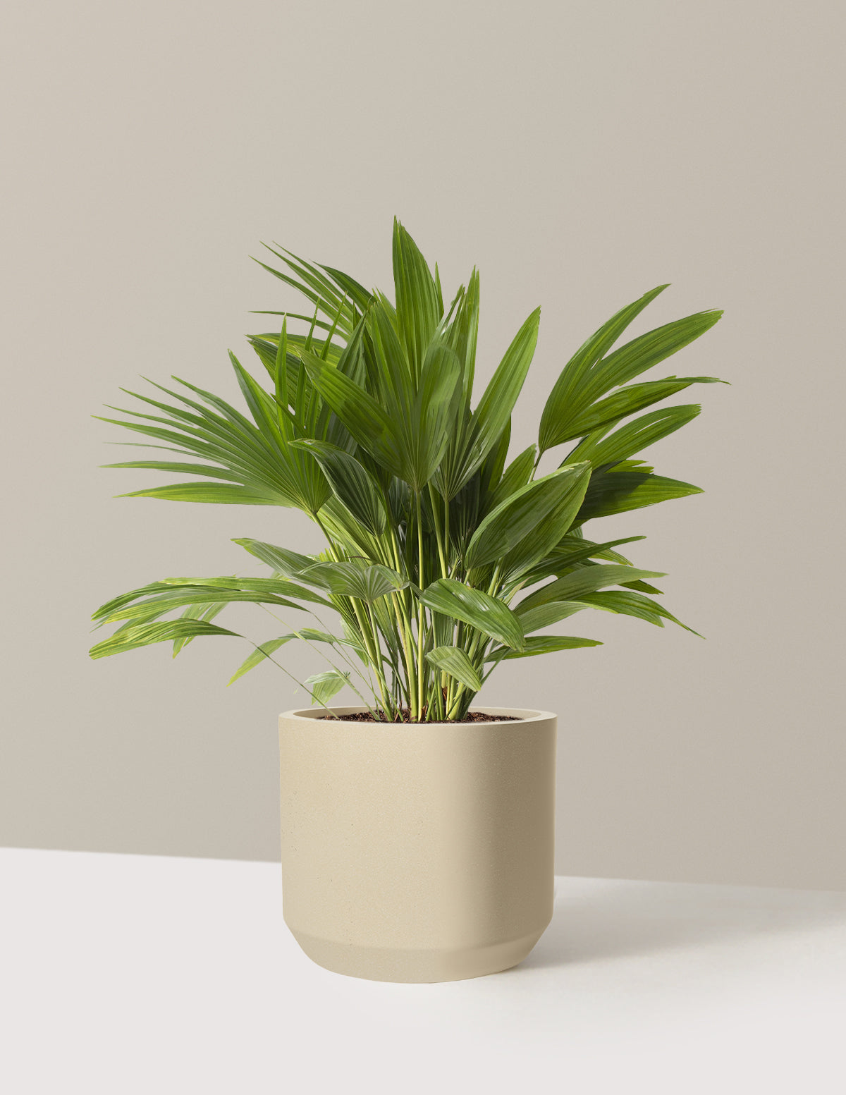 Fan Palm