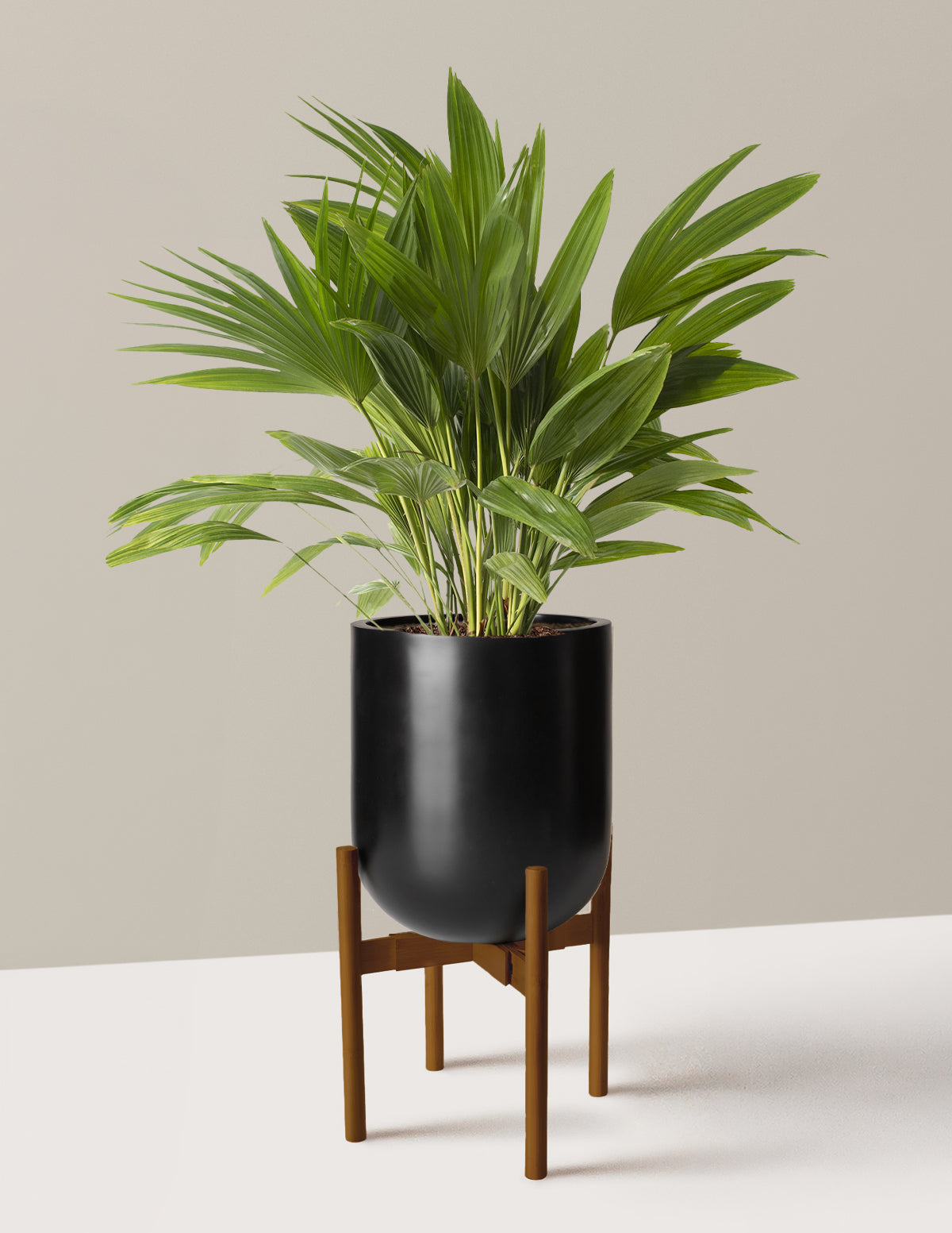 Fan Palm