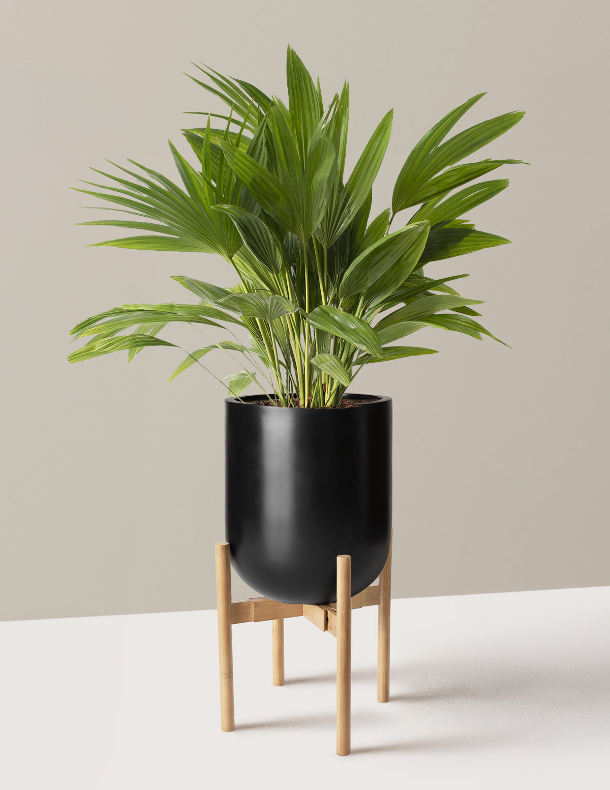 Fan Palm