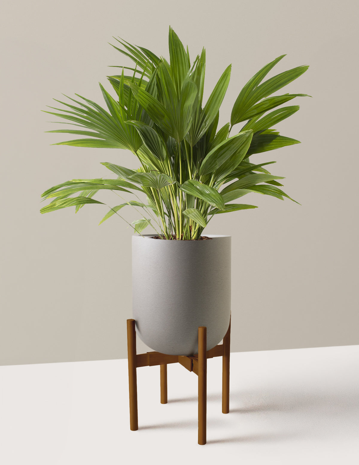 Fan Palm