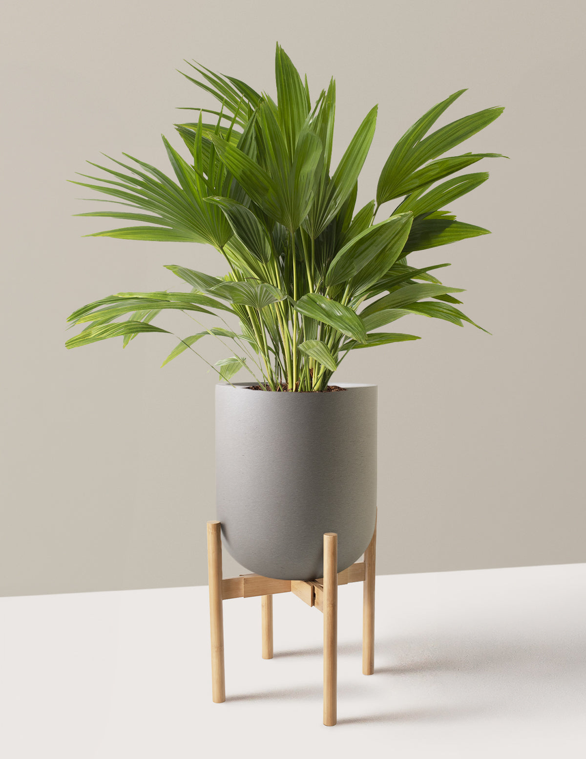 Fan Palm