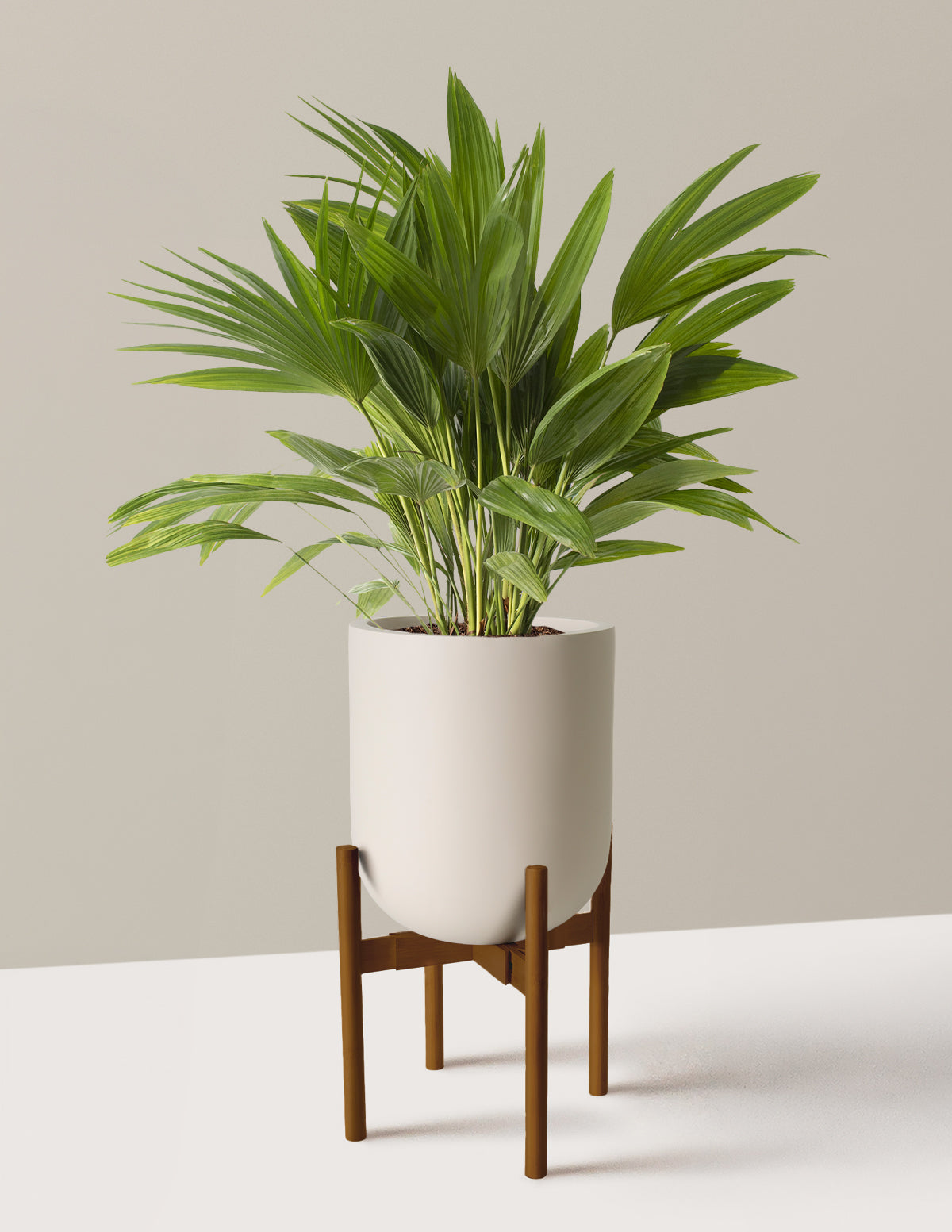 Fan Palm