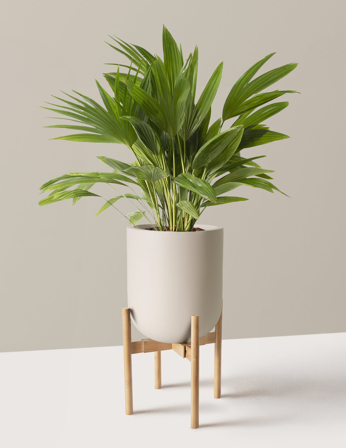 Fan Palm