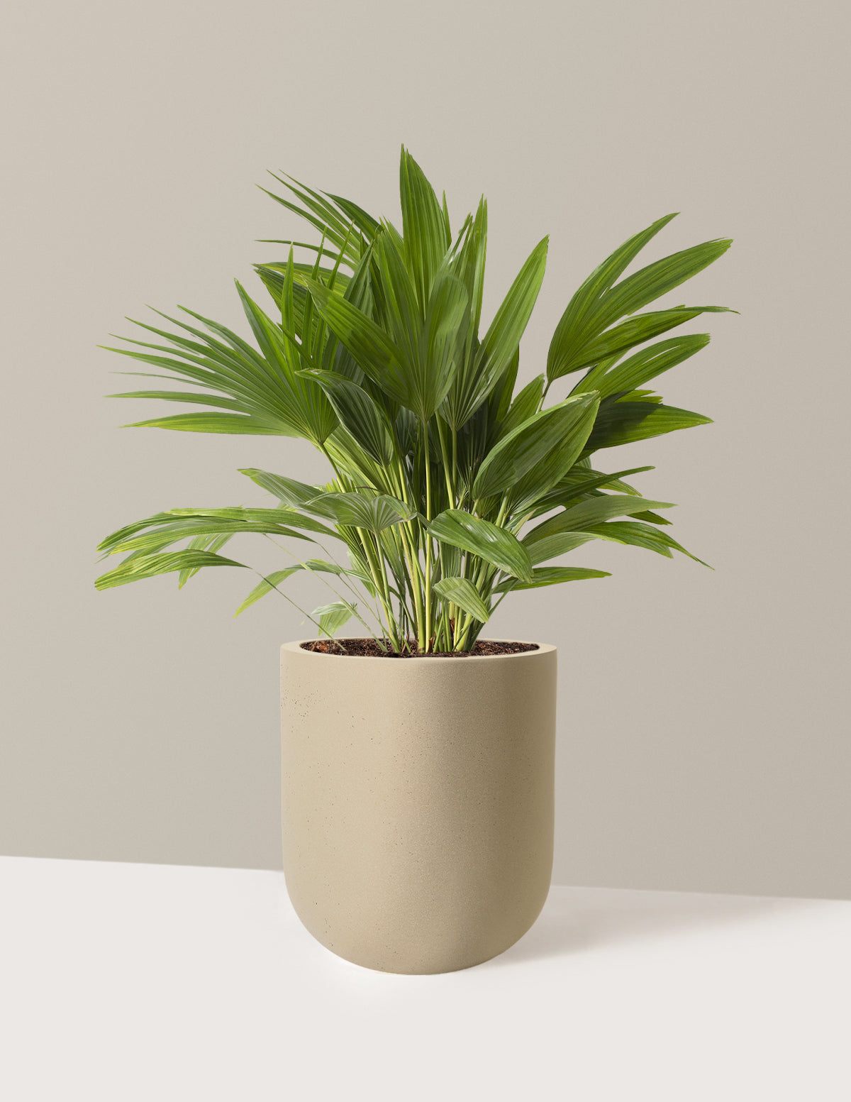 Fan Palm