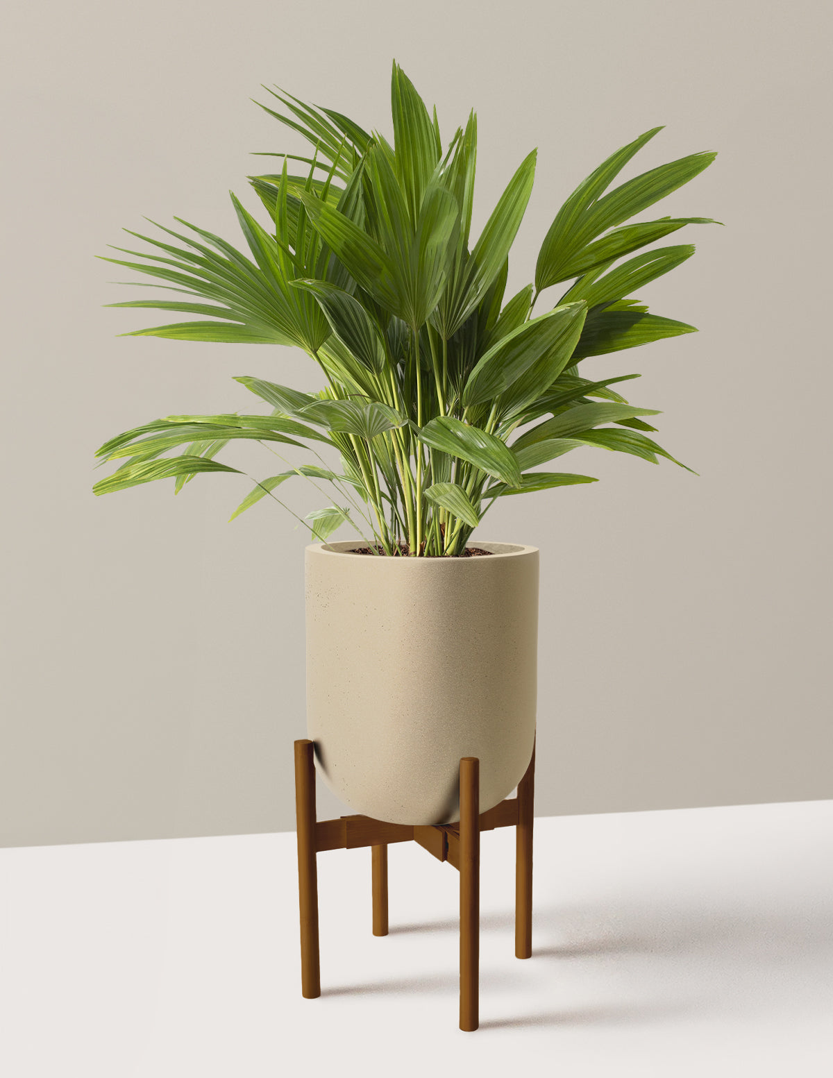 Fan Palm