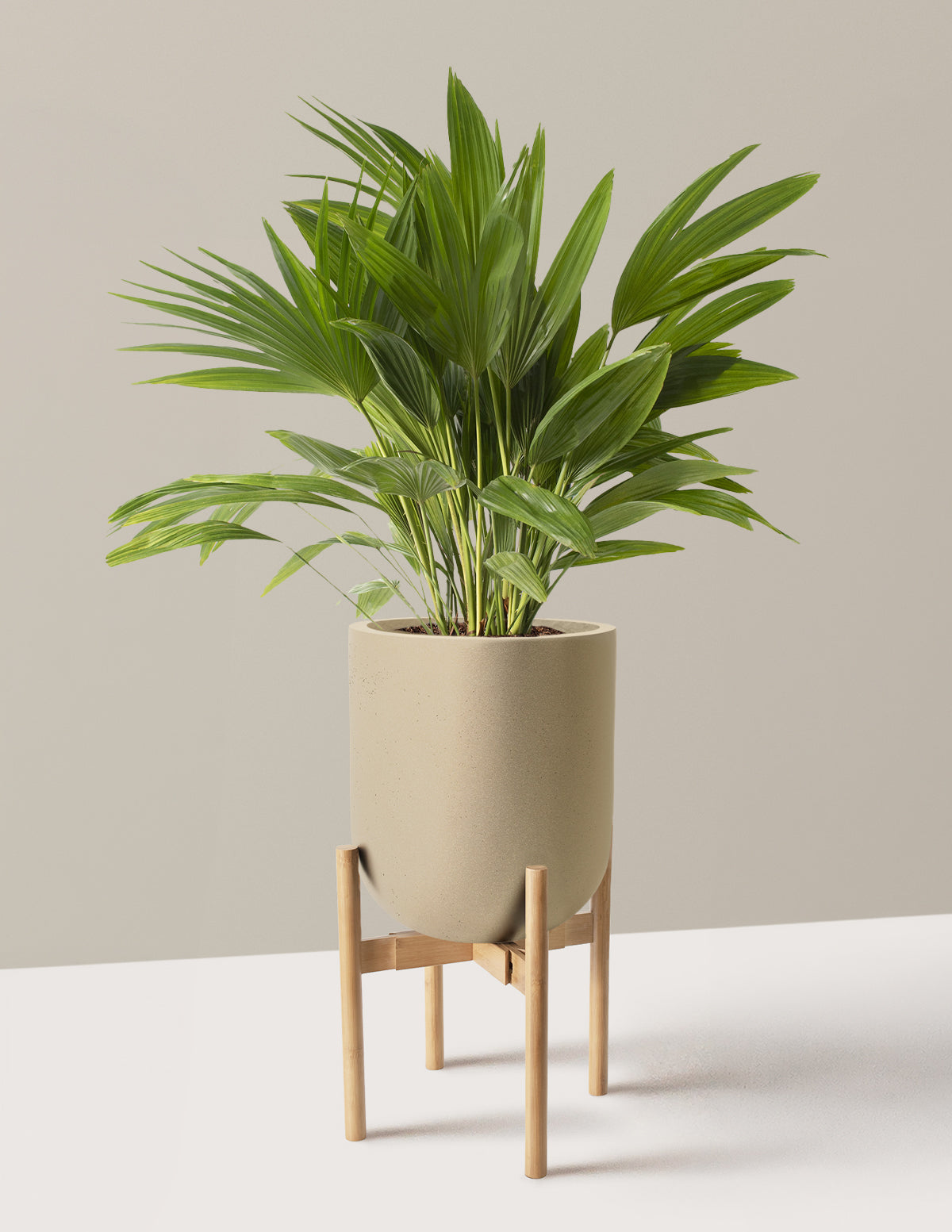 Fan Palm