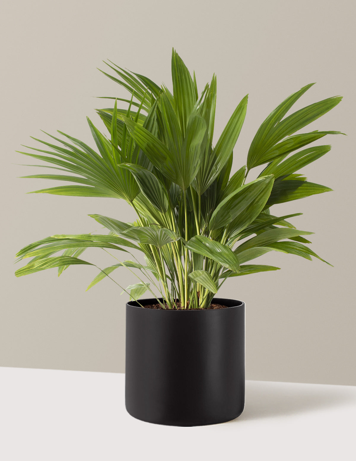 Fan Palm