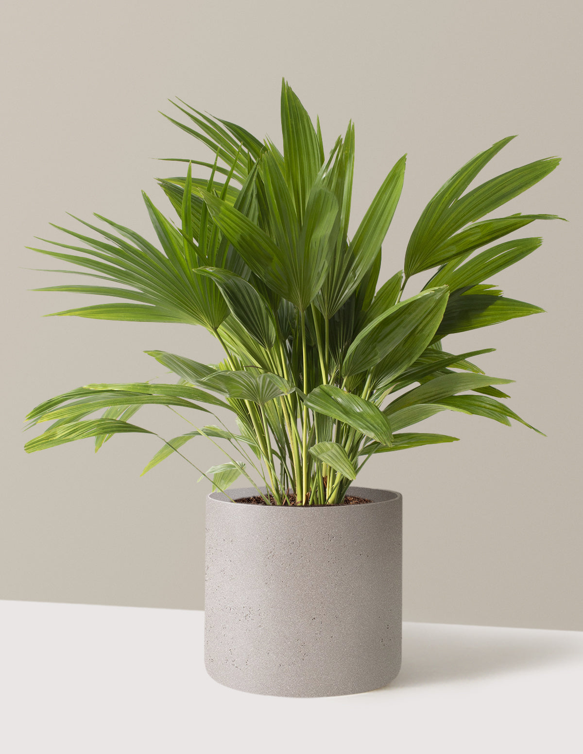 Fan Palm