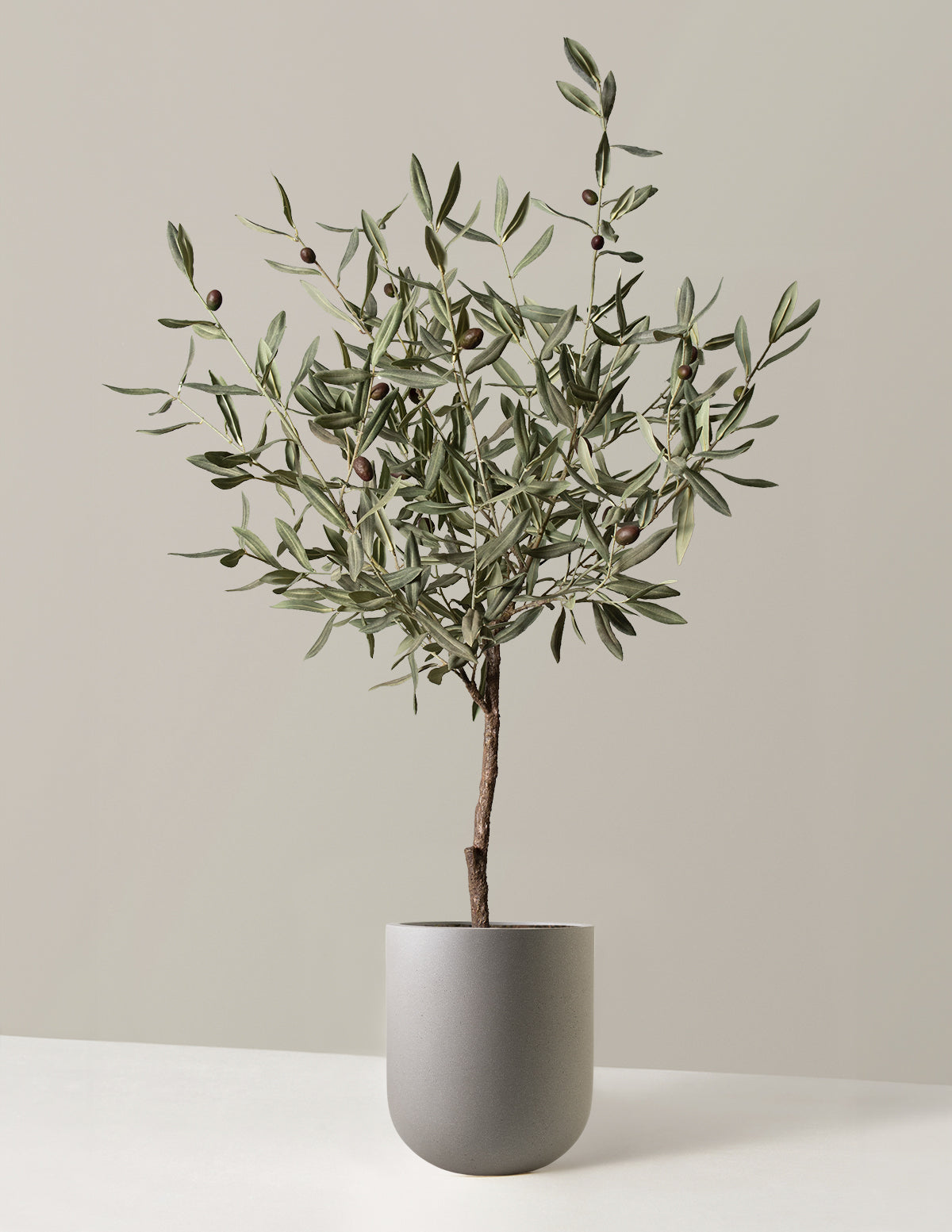 Olive Tree (Copy)