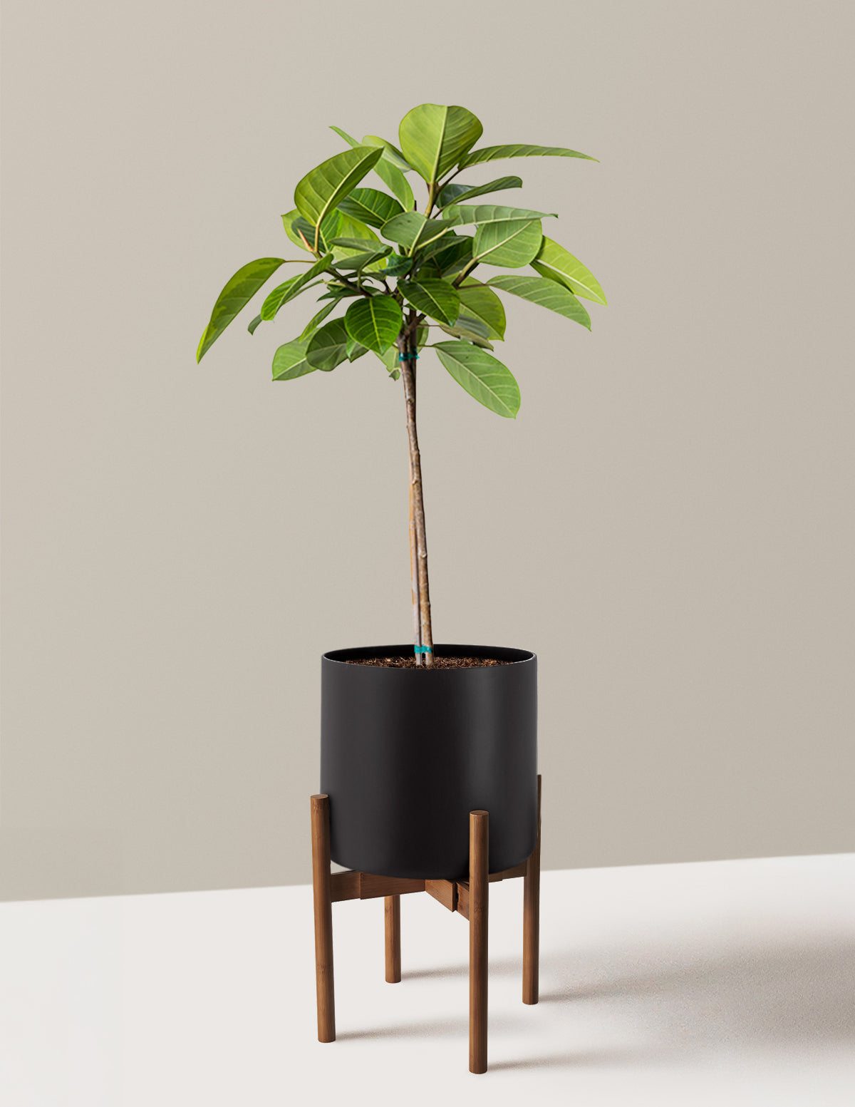 Large Ficus Altissima Tree
