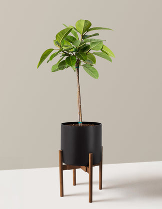 Large Ficus Altissima Tree | Indoor Plants for Delivery | The Sill