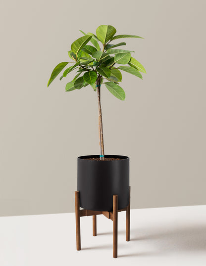 Large Ficus Altissima Tree