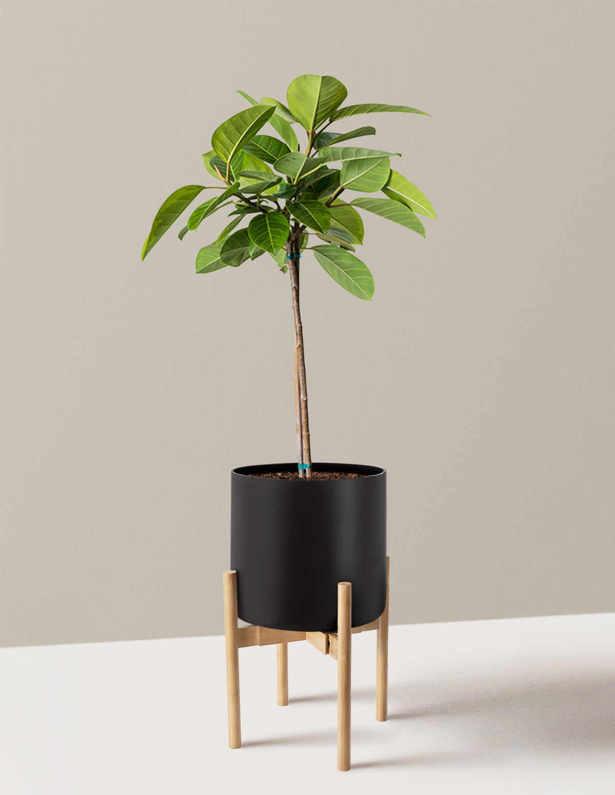 Large Ficus Altissima Tree