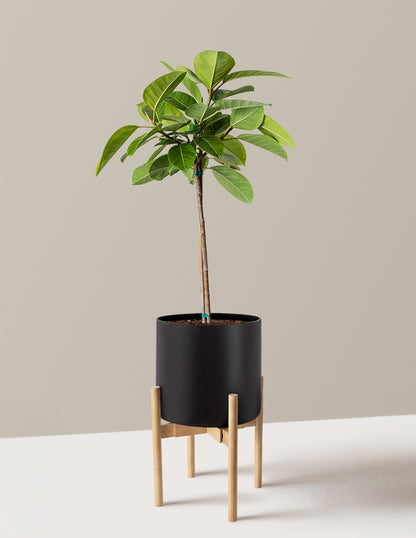 Large Ficus Altissima Tree