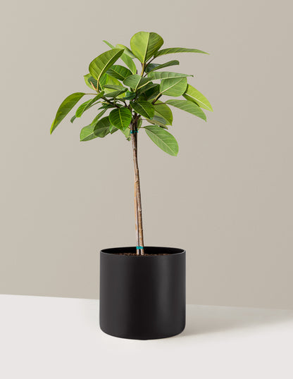 Large Ficus Altissima Tree