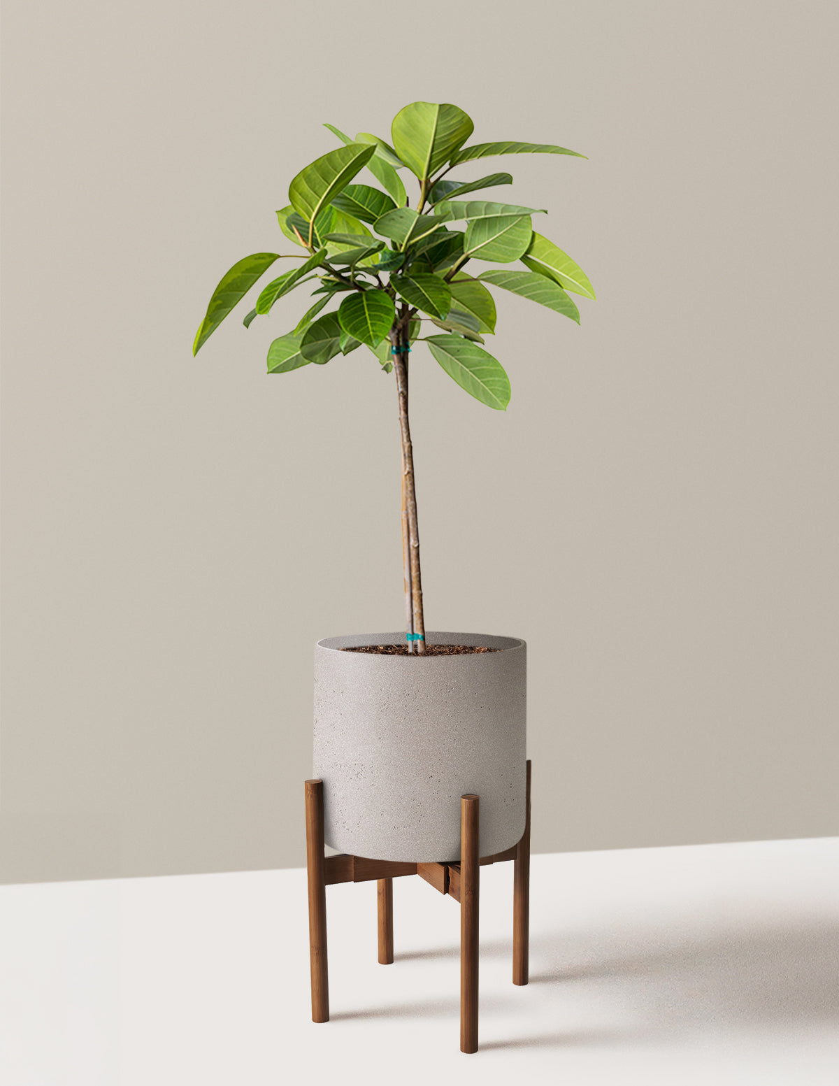 Large Ficus Altissima Tree