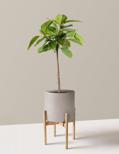 Large Ficus Altissima Tree