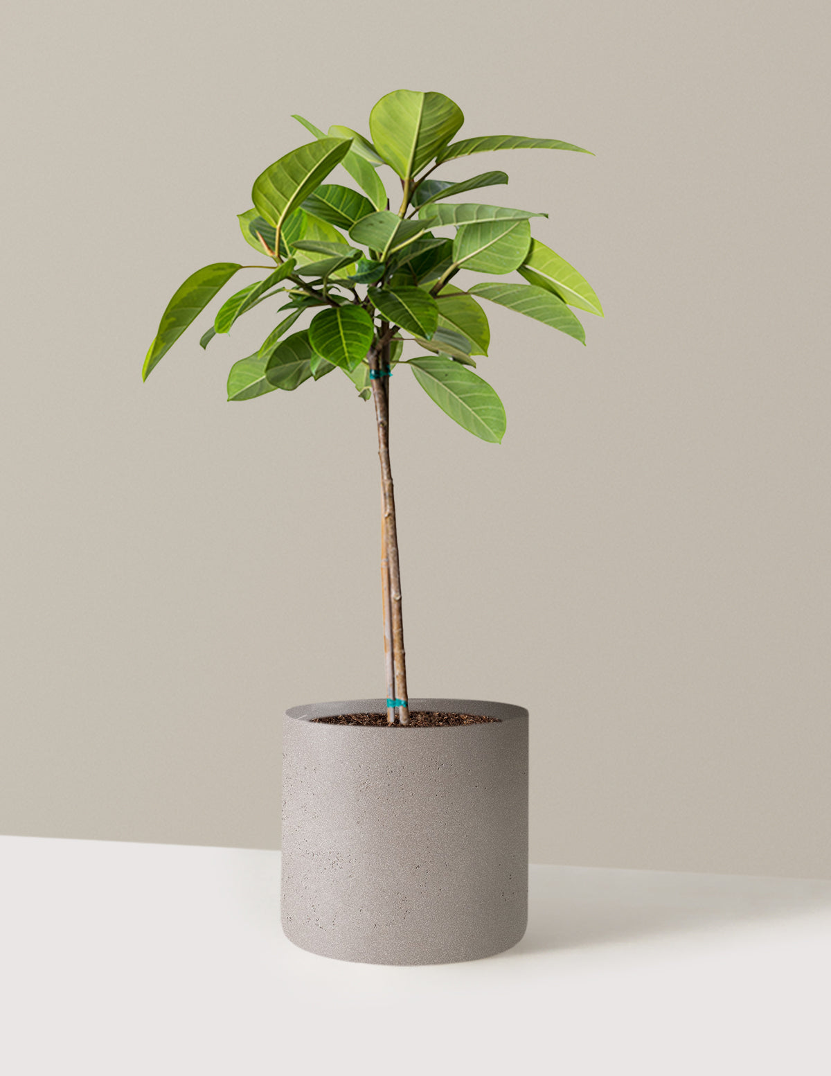 Large Ficus Altissima Tree