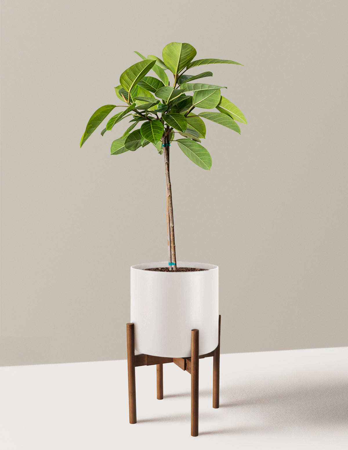 Large Ficus Altissima Tree
