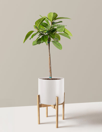 Large Ficus Altissima Tree
