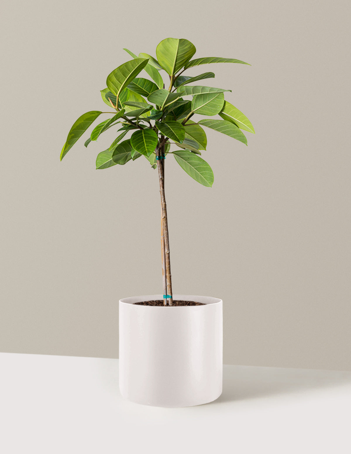 Large Ficus Altissima Tree