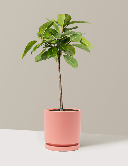 Large Ficus Altissima Tree