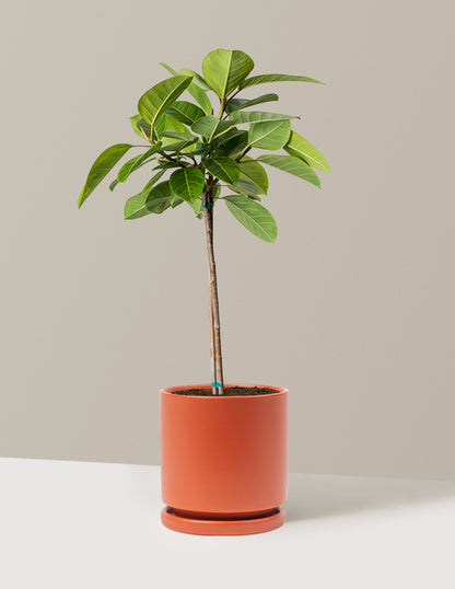 large house plant for sale Large Ficus Altissima Tree Houseplant with Planter - Large (3' to 4' tall) Sand Planter